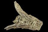Fossil Fish (Ichthyodectes) Tail Vertebrae - Kansas #127850-1